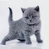 Питомник элитных британских кошек Silvery Snow - британские котята голубого и лилового окрасов, вязки