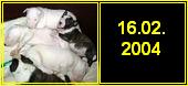 16.02.2004 (Брайт Бест х Кэролл) щенки с данного помета - проданы