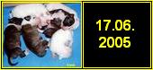 17.06.2005 (Брайт Бест х Куин Раша) щенки с данного помета - проданы